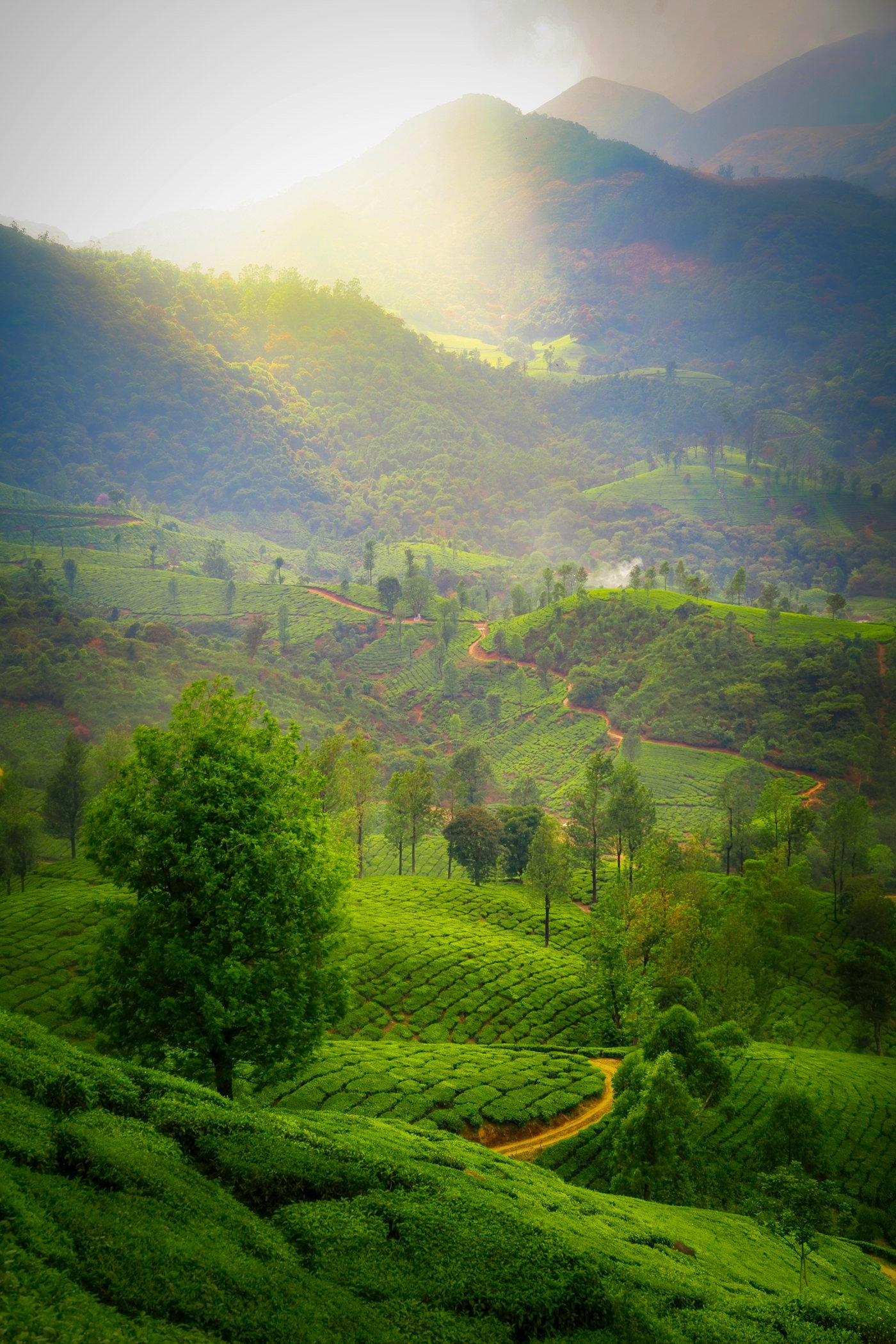 Sunlight breaking over misty tea-covered hills in Munnar