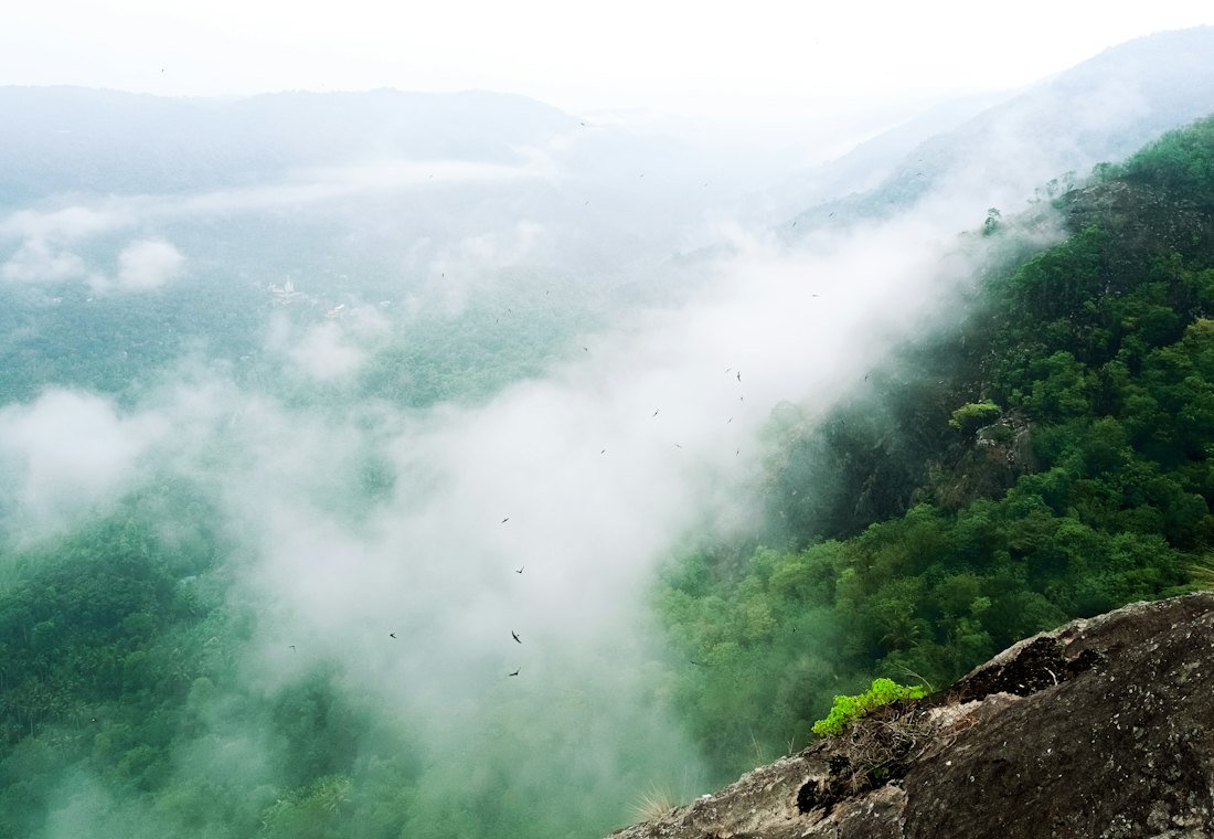 A forested valley filling with cloud
